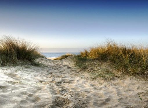 How To Forage By The British Seaside