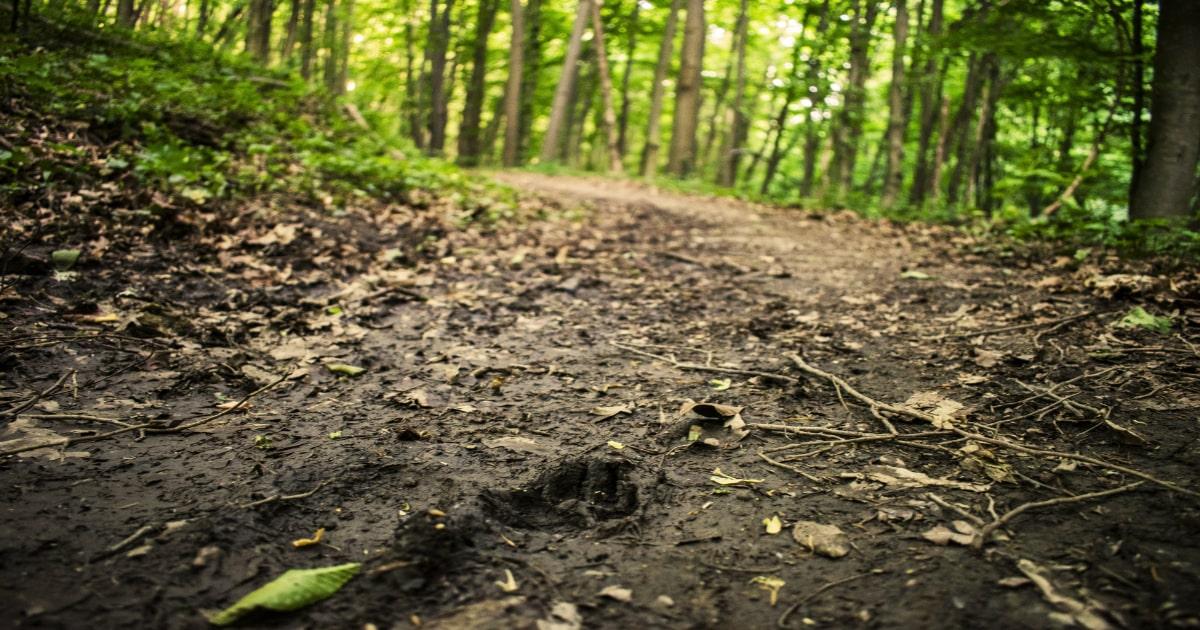animal tracking prints UK forest