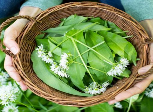 How To Make Teas From Foraged Plants & Leaves