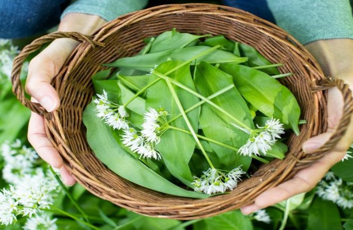 How To Make Teas From Foraged Plants & Leaves