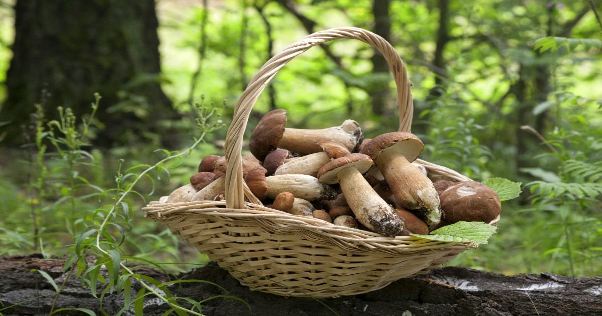 basket of mushrooms in forest foraged