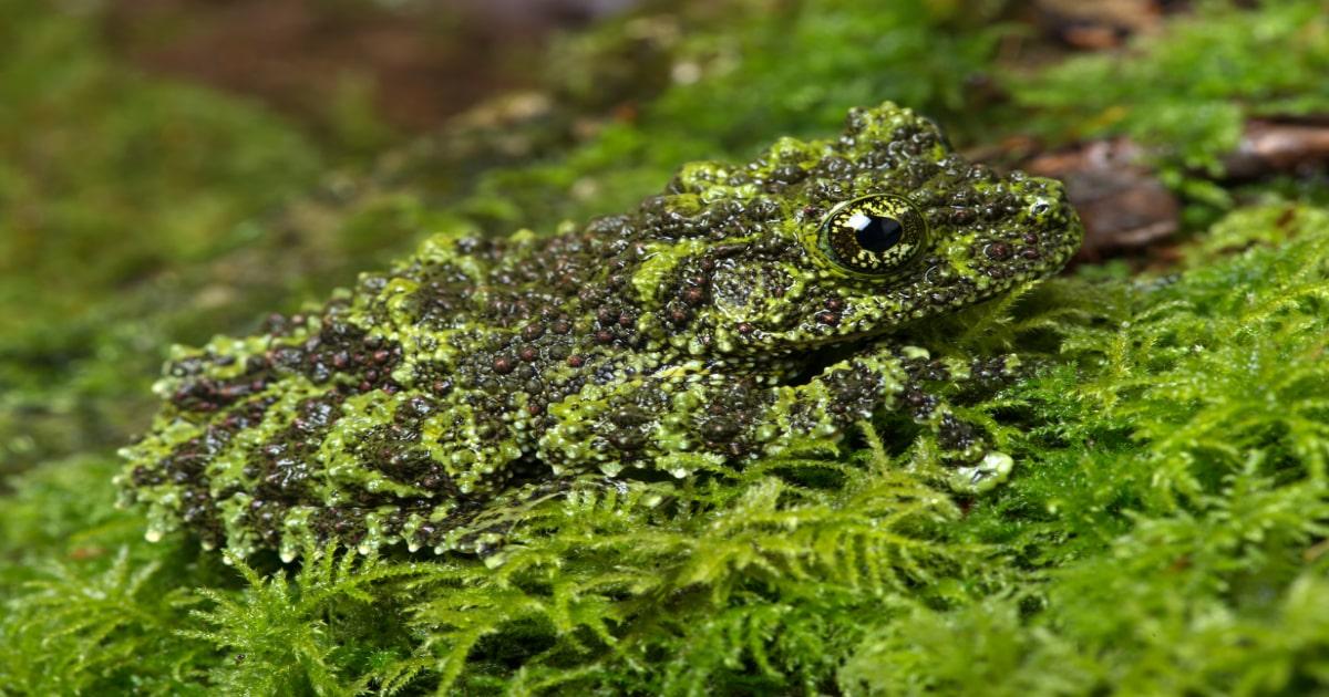 camouflaged frog for survival