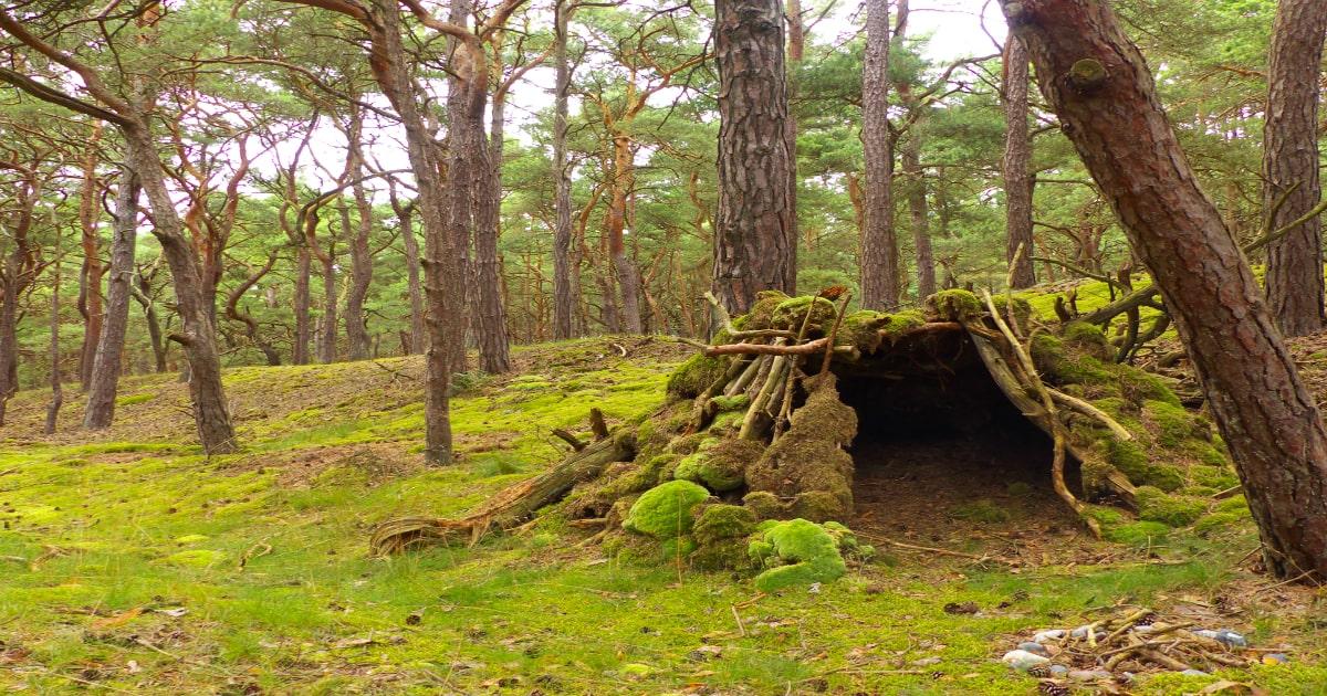 camouflaged survival shelter woods
