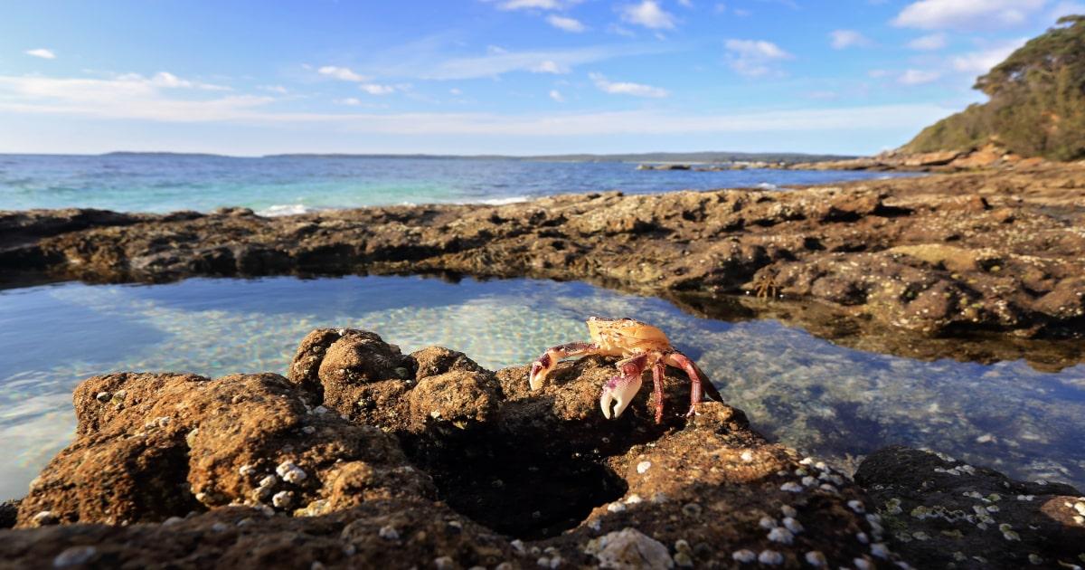 crab on rock by rockpool at the seaside