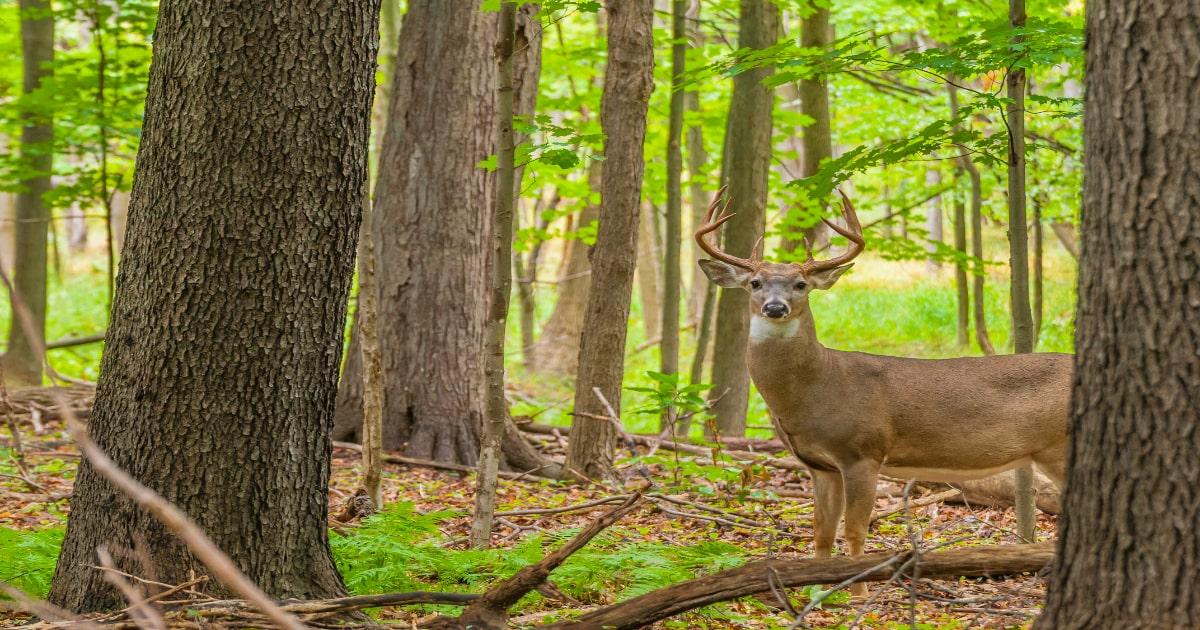deer in woods hunting survival