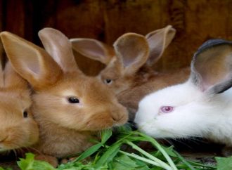 Best Rabbit Breeds For Preppers