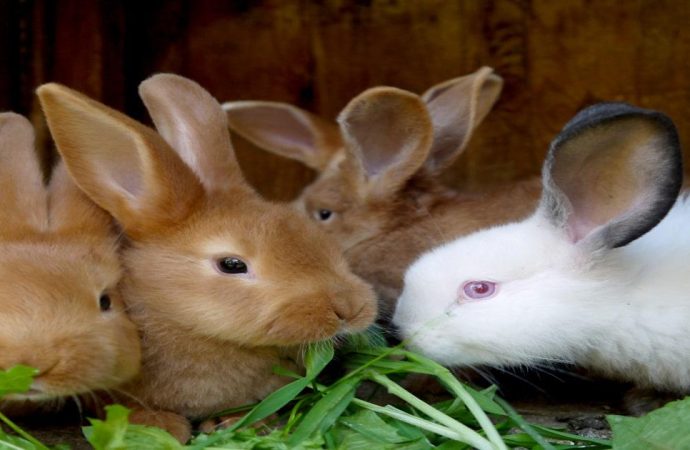 Best Rabbit Breeds For Preppers