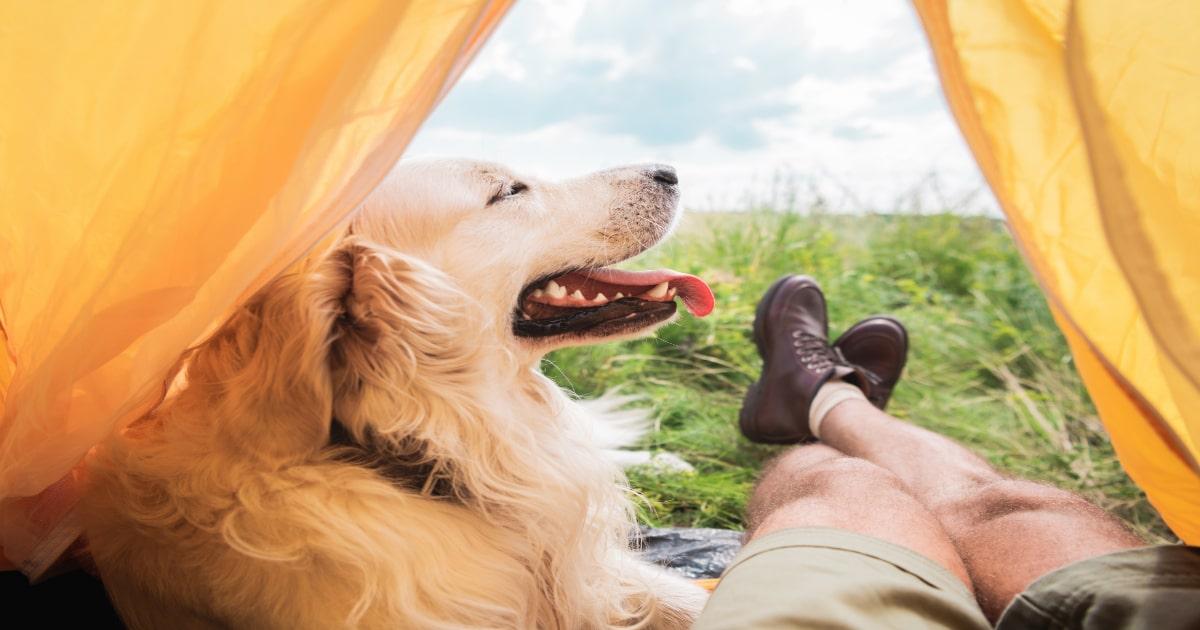 bug out with dog in tent
