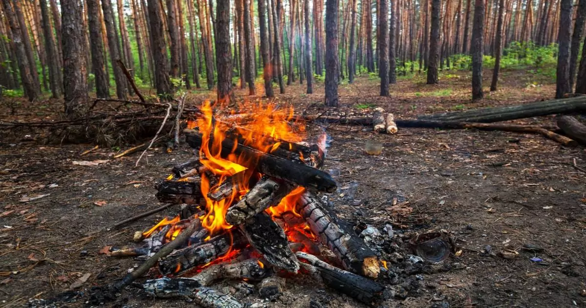 fire wood forest-