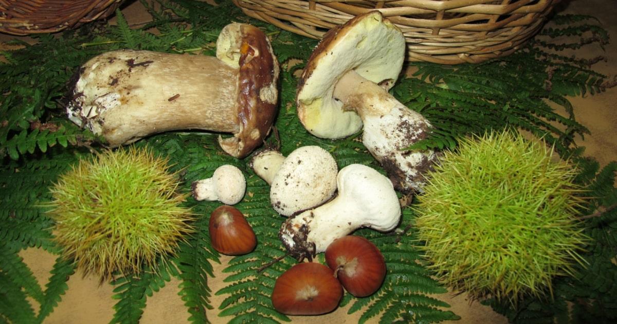 wood forage mushrooms and sweet chestnuts