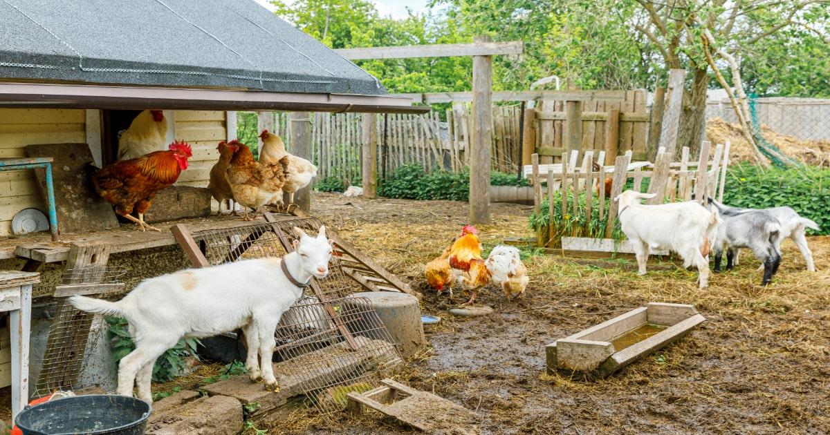 goats chickens survival raising animals