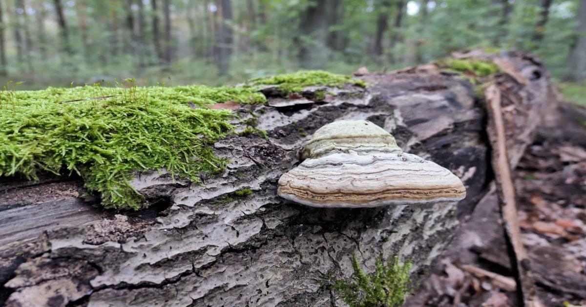 horseshoe fungus growing on a fallen tree