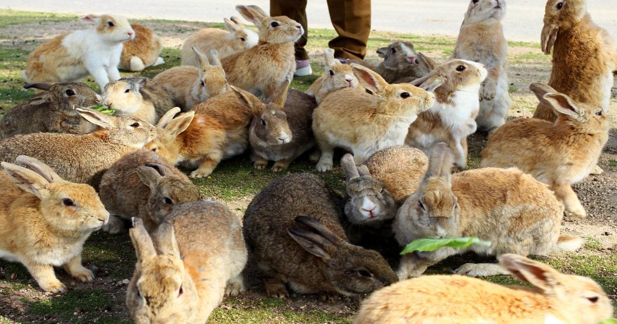 multiple breeds of rabbit together
