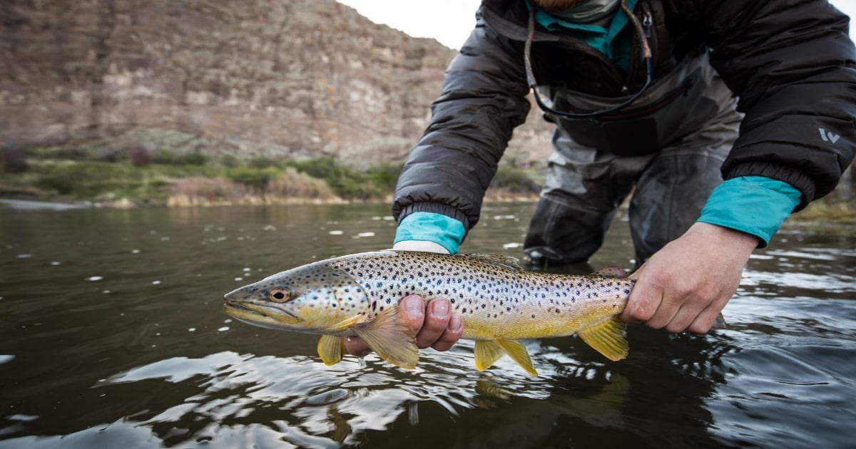 man holding brown trout survival fishing