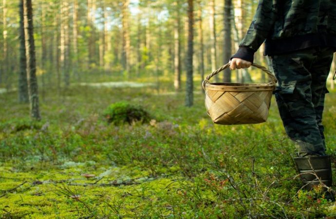 How To Forage In The Woods and Forests