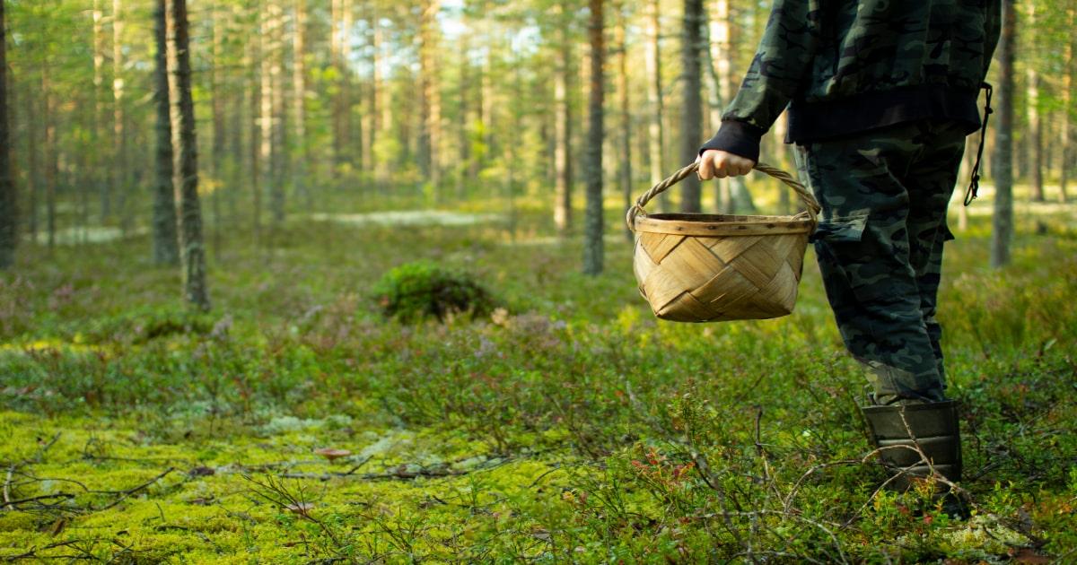 How To Forage In The Woods and Forests