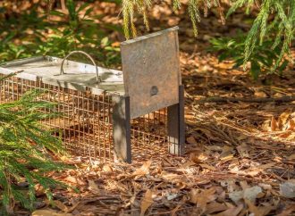 Is Animal Trapping For Survival Humane?