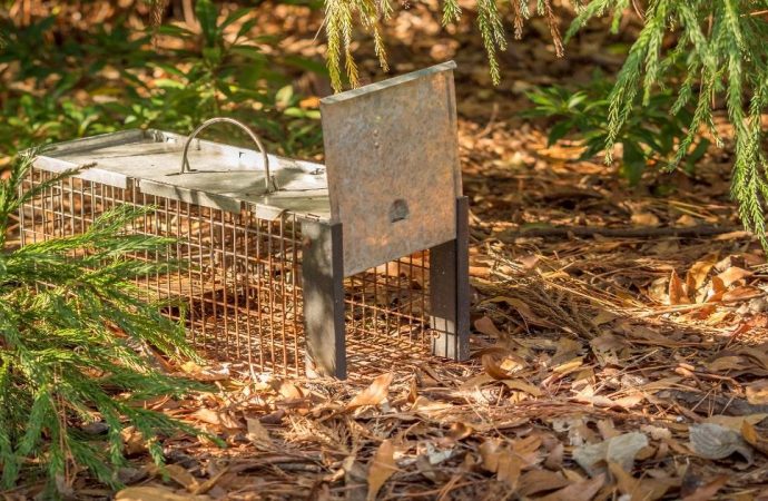 Is Animal Trapping For Survival Humane?