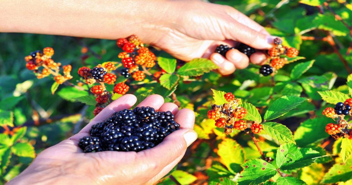 picking blackberries foraging wild