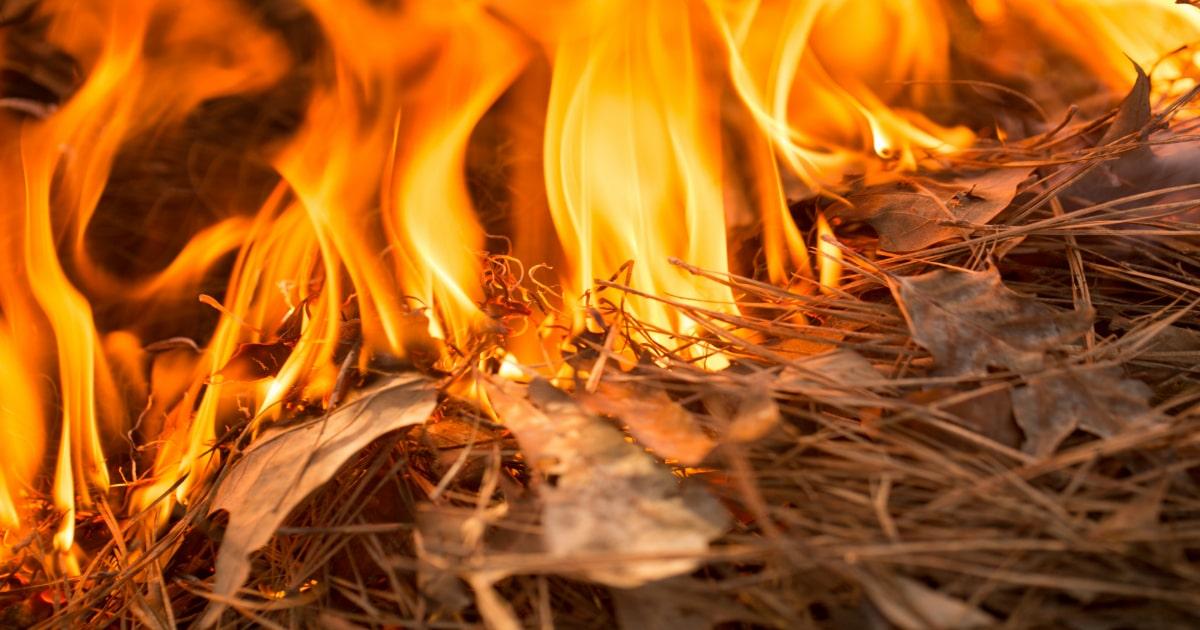 pine straw on fire in a forest close up