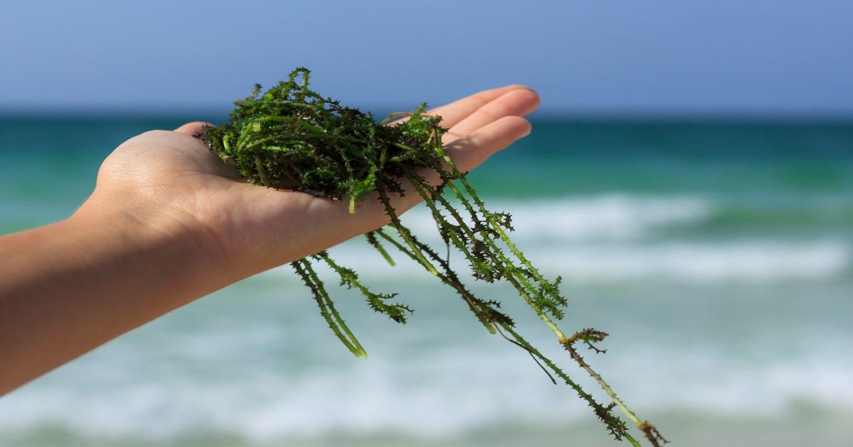 seaweed edible in a hand by the sea