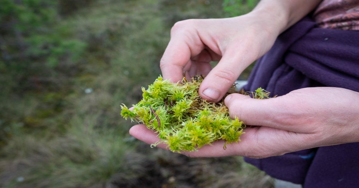 sphagnum moss for wiping bum