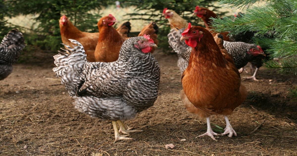 two types of chicken breed for preppers