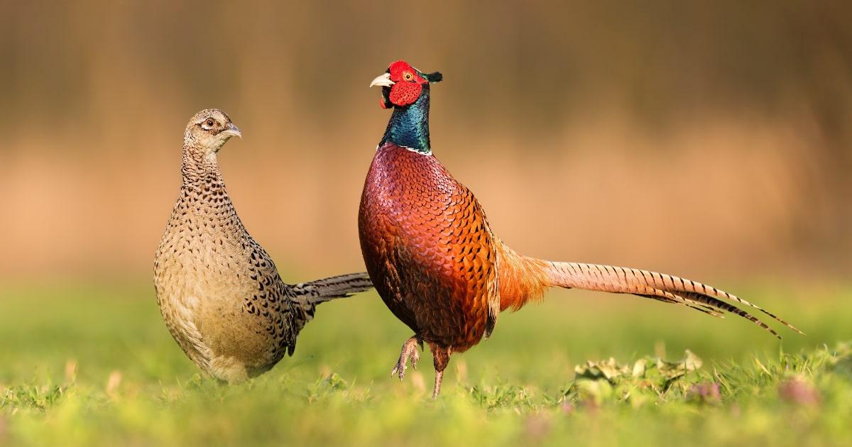 two pheasants walking in a field hunt