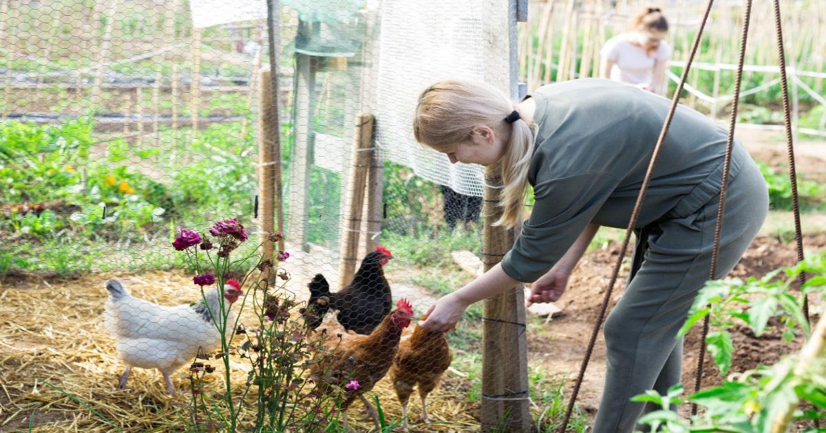 woman feeding chickens raising animals