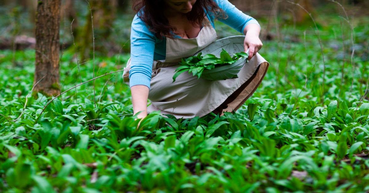 woman foraging wild garlic leaves