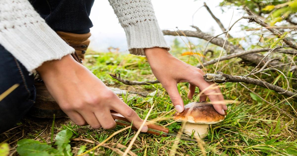 woman survival foraging mushroom from ground
