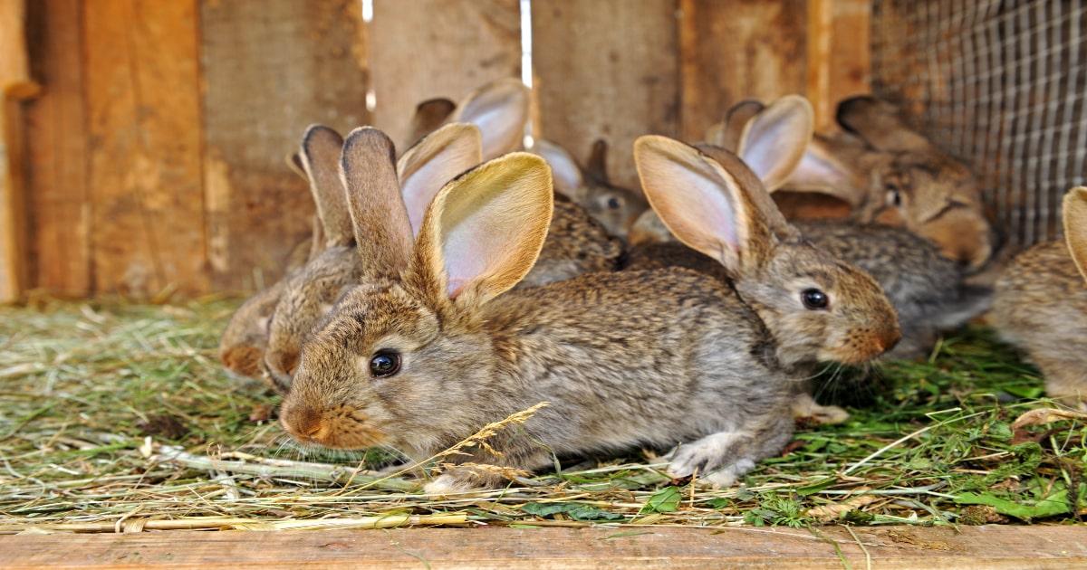 young baby fry rabbits breeds